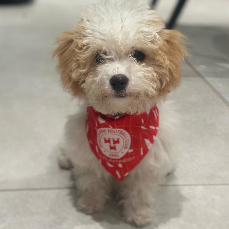 Shelbourne FC Dog Bandana